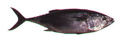Bluefin