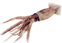 Calamar