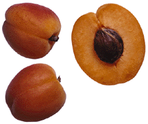 Apricots