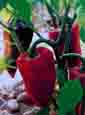 Food-spain-recipes2-stuffed-peppers