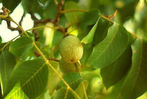 EnglishWalnut