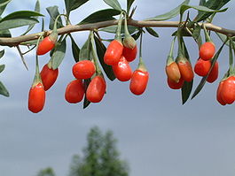 Fresh goji berries