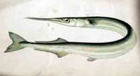 Garfish