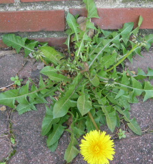 Dandilion