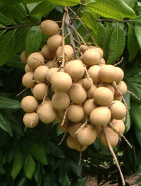 Longan