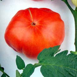 BeefsteakTomato