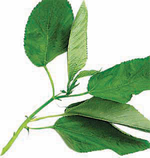Jute leaves