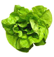 Boston lettuce