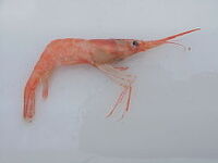 Pinkshrimp