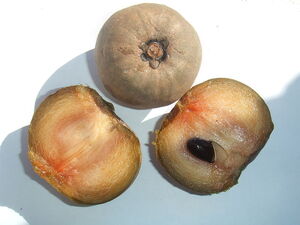 Sapodilla fruit