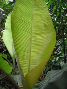 BananaLeaves