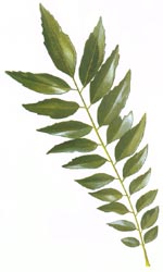 CurryLeaf