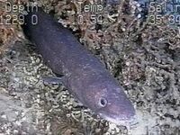 Conger
