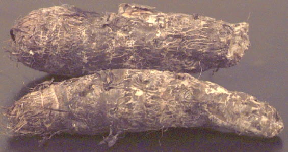 root recipes yam powered  Wikia  Wiki  FANDOM  Malanga by Recipes