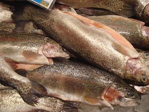 Rainbow trout