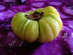 Bitter tomato