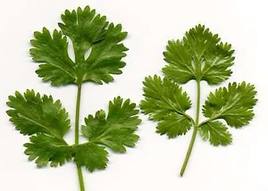 cilantro recipes browse
