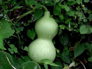 Cucuzzi