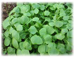 WinterPurslane