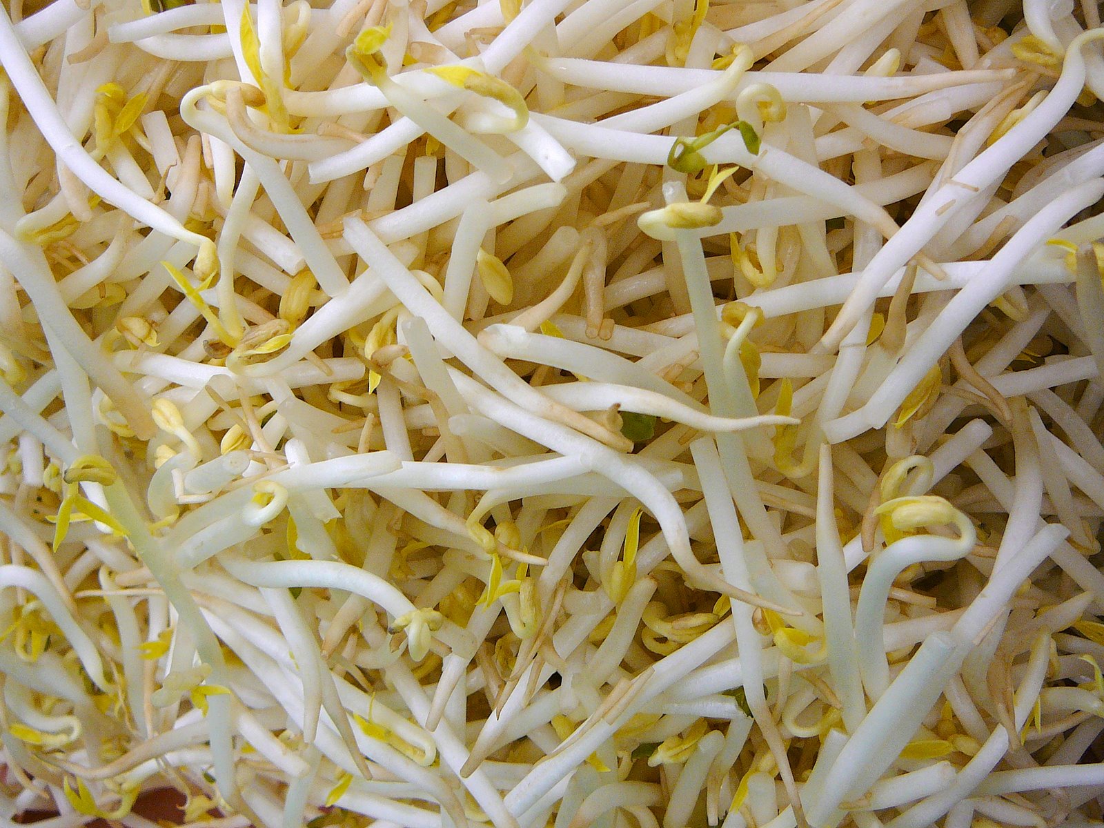 chinese bean sprouts