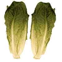 CosLettuce