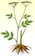 Skirret