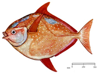 Opah