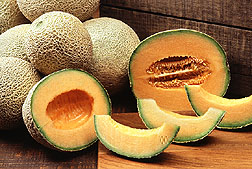 Cantaloupe