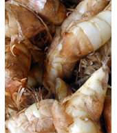 Arrowroot