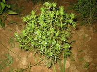 Summersavory