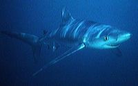 Blueshark