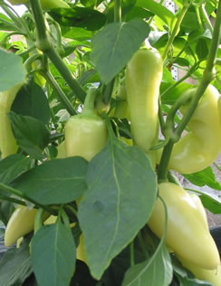 Santa Fe Grande Chile Recipes Wiki Fandom Ed By Wikia Santa Fe Grande Chile