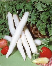 Daikon