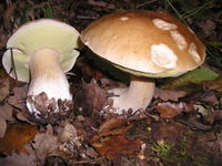 Porcini