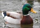 Mallard duckkkkkkkkkkkk