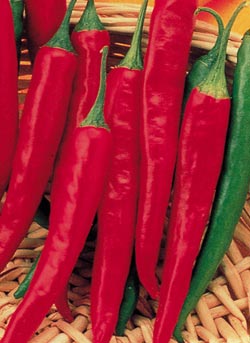 CayennePepper