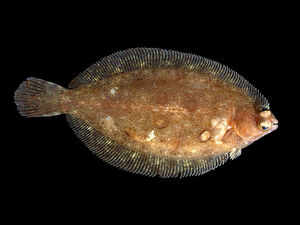 Lemon sole