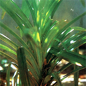 ScrewpineLeaves