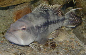 BlackSeaBass