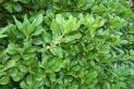 Slettuce