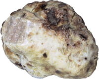 WhiteTruffle