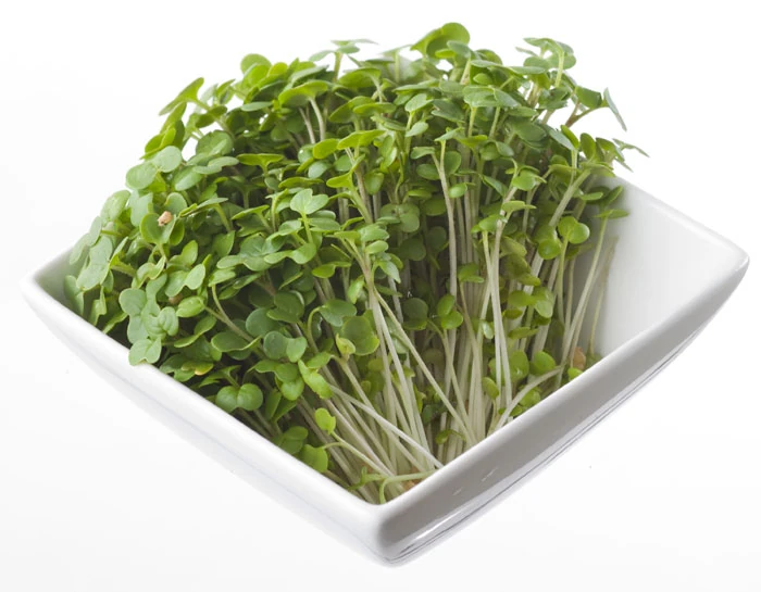 Mustard cress Recipes Wiki FANDOM powered by Wikia