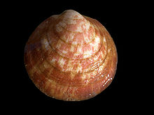 Dog cockle