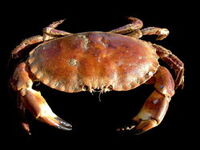 Browncrab