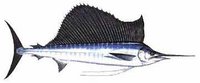 Sailfish