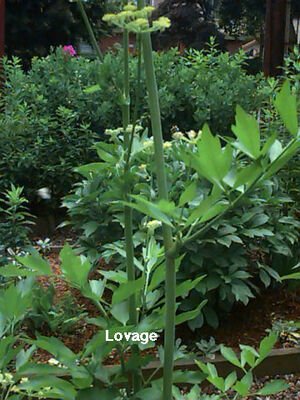 Lovage
