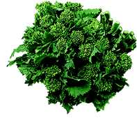 BroccolRabe