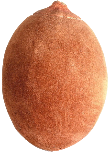 Baobab Fruit | Recipes Wiki | FANDOM Powered By Wikia
