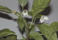 Sweetpepper