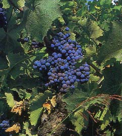 XinomavroGrape